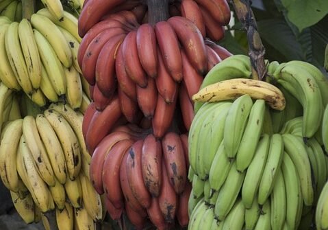 Pisang Merah: Si Buah Kaya Nutrisi yang Punya Segudang Manfaat untuk Tubuh