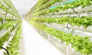 Solusi Bertanam Bersih dan Efisien, Ini Tanaman yang Cocok untuk Hidroponik