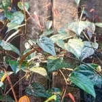 Khasiat Daun Sirih Merah untuk Kesehatan dan Cara Menggunakannya