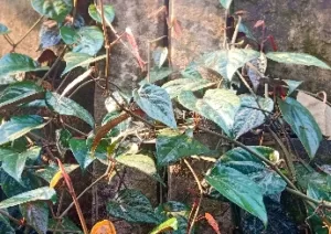 Khasiat Daun Sirih Merah untuk Kesehatan dan Cara Menggunakannya