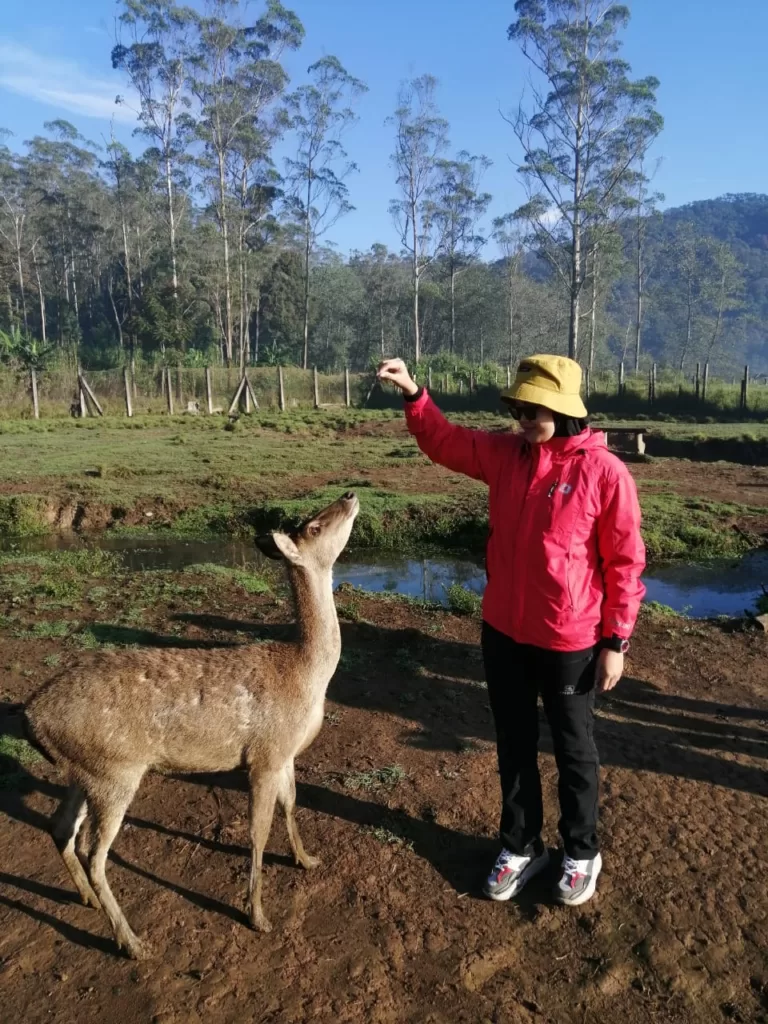 Liburan Seru di Ranca Upas: Tempat Wisata Alam yang Menenangkan dan Penuh Keindahan Camping Seru di Ranca Upas Bandung Selatan, Nikmati Pemandian Air Hangat dan Berinteraksi Dengan Rusa