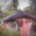 Teknik Casting ikan gabus