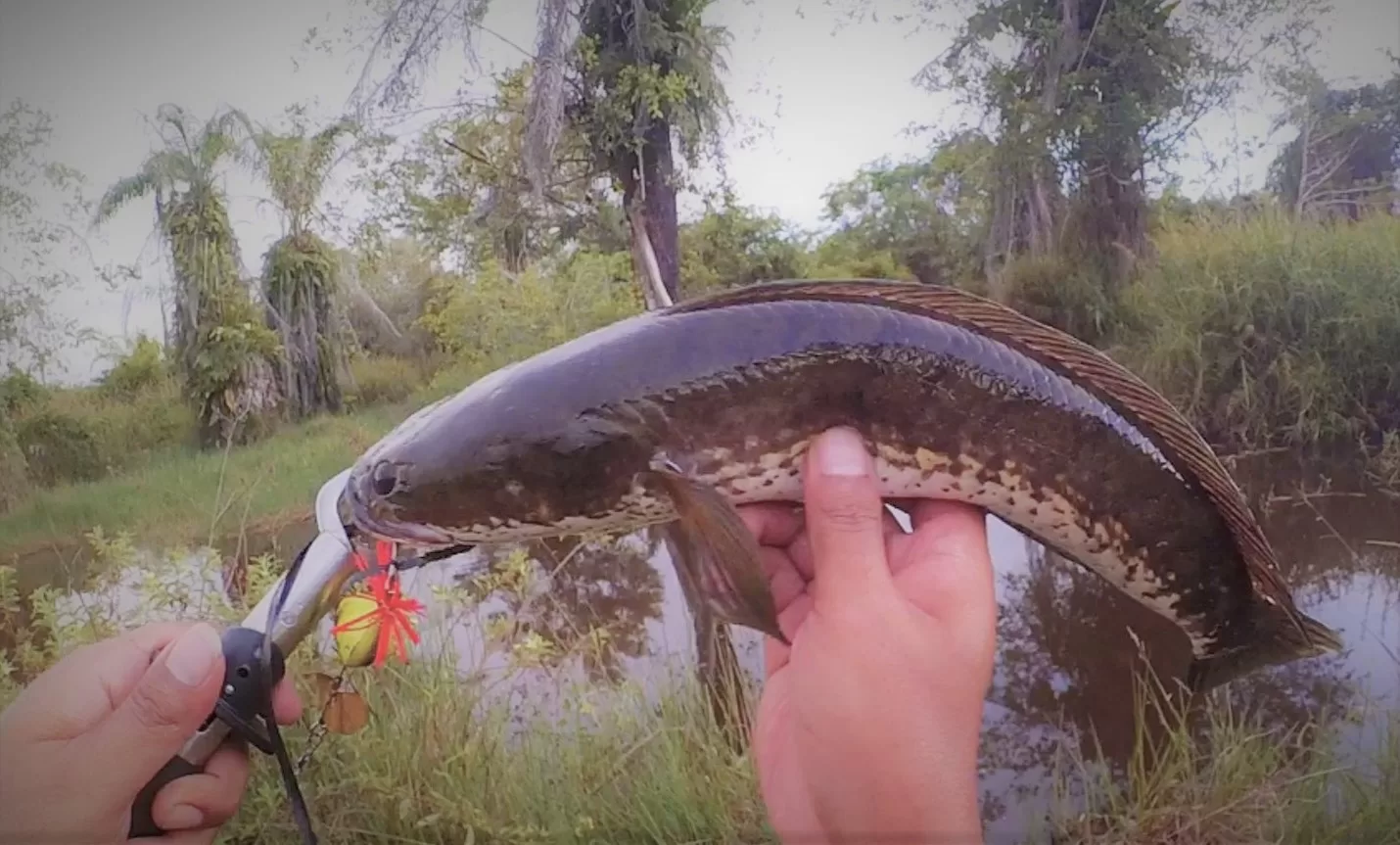 Rahasia Casting Ikan Gabus: Teknik Simpel tapi Ampuh untuk Pemula