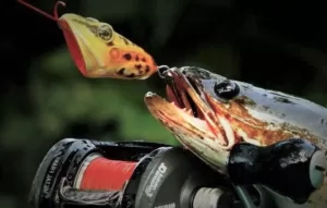 Panduan Mancing Ikan Gabus dengan Teknik Casting