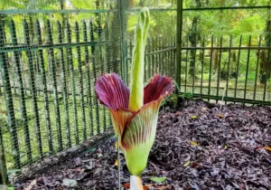 Bunga Bangkai, Amorphophallus titanum Becc di Kebun Raya Cibodas Mekar Kembali