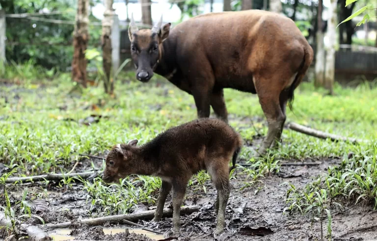Kelahiran Bayi Anoa Yang Kelima Di ABC Manado, Optimisme Untuk Upaya Pelestarian Anoa