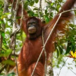 Kerja Sama KLHK-USAID Di Mulai Dari Orangutan Taman Nasional Tanjung Puting