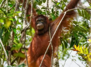 Kerja Sama KLHK-USAID Di Mulai Dari Orangutan Taman Nasional Tanjung Puting
