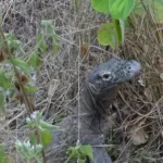 Enam Komodo Tiba Di Kampung Halaman, Labuan Bajo Dengan Selamat