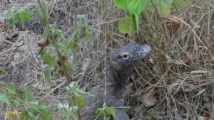 Enam Komodo Tiba Di Kampung Halaman, Labuan Bajo Dengan Selamat