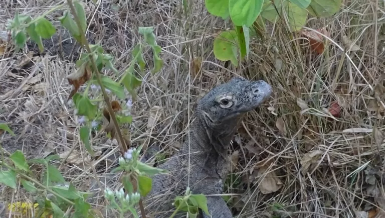 Enam Komodo Tiba Di Kampung Halaman, Labuan Bajo Dengan Selamat