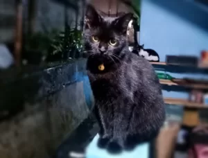 Tips merawat kucing