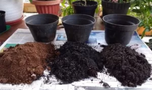 Kenali Jenis Media Tanam Yang Baik Untuk Tabulapot