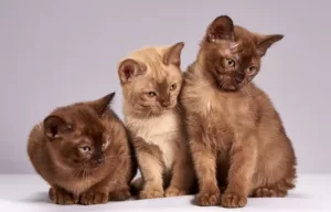 Fakta Unik Tentang Kucing Yang Wajib Di Ketahui Pecinta Kucing