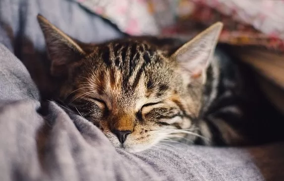Kucing Pilek? Tenang, Ini Cara Mudah Bantu Si Manis Cepat Sembuh! Tips Mengatasi Kucing Pilek Fakta Unik Tentang Kucing