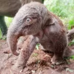 Seekor Anak Gajah Sumatera Lahir di Elephants Flying Squad TN Tesso Nilo