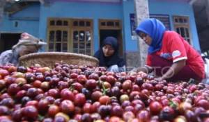 Gerakkan Ekonomi Kreatif, Banyuwangi Gelar Festival Ngopi Sepuluh Ewu
