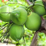 Manfaat Air Kelapa Hijau Untuk Kesehatan Tubuh