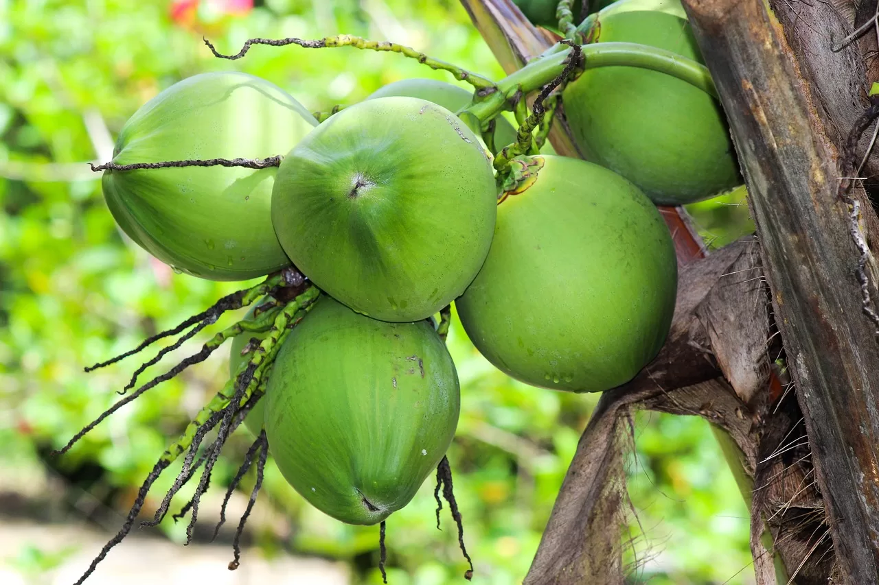 Manfaat Air Kelapa Hijau Untuk Kesehatan Tubuh