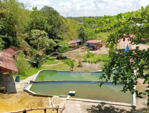 Pemandian Air Panas Tirta Sayaga Ciseeng Bogor Pesona Wisata Nuansa Alam Menyehatkan
