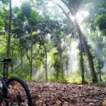 Wisata Alam Hutan Cifor Bogor Suguhkan Udara Sejuk Dan Rimbunnya Pepohonan