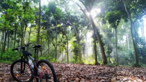 Wisata Alam Hutan Cifor Bogor Suguhkan Udara Sejuk Dan Rimbunnya Pepohonan