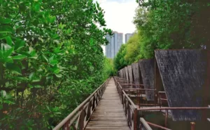 Taman Wisata Alam Mangrove Angke Kapuk, Keindahan Alam Di Tengah Kota Jakarta
