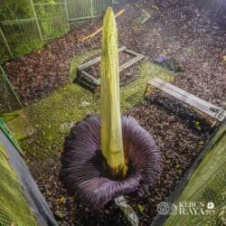 Rayakan HUT 172, Kebun Raya Cibodas Disambut Mekarnya Bunga Bangkai