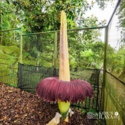 Rayakan HUT 172, Kebun Raya Cibodas Disambut Mekarnya Bunga Bangkai