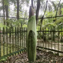Sambut Libur Lebaran, Bunga Bangkai Raksasa Mekar Di Kebun Raya Cibodas