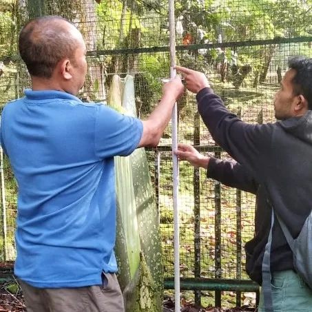 Sambut Libur Lebaran, Bunga Bangkai Raksasa Mekar Di Kebun Raya Cibodas