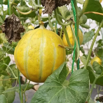 Agrowisata Akaruku Hydrofarm Tangerang Liburan Sambil Belajar Budidaya Melon, Bisa Petik Langsung!