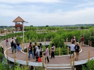 Jelajah Indahnya Taman Mangrove Ketapang Kabupaten Tangerang