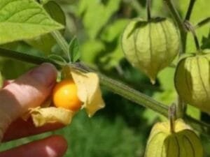 Manfaat Buah Ciplukan Salah Satunya Bisa Menurunkan Risiko Diabetes