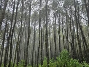 Ragam Aktivitas Bertualang DI Hutan Jayagiri Bandung