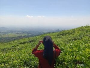 Daya Tarik Dan Keunikan Kebun Teh Jamus Ngawi