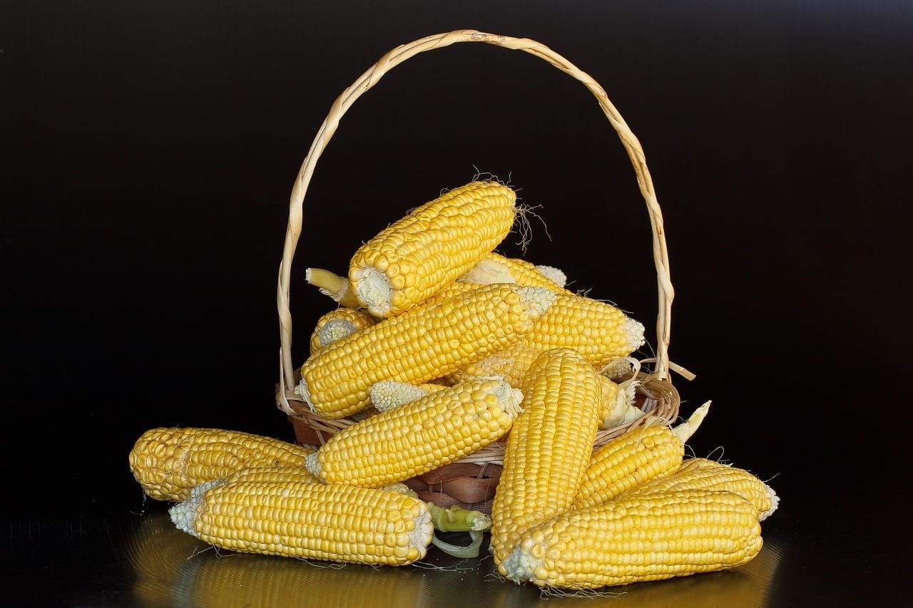 Sering Di Jadikan Pelengkap Sayur, Ini Manfaat Jagung untuk Kesehatan Fakta dan Manfaat Jagung