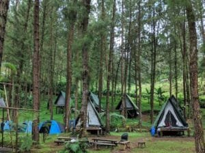 Rumah Angsa Glamping Destinasi Tersembunyi dI Hutan Guci Tegal