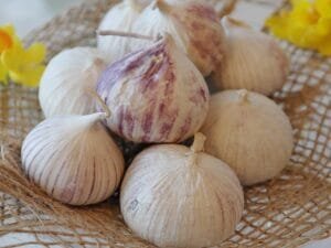 Manfaat Bawang Putih Tunggal Bagi Kesehatan Yang Harus Kamu Ketahui