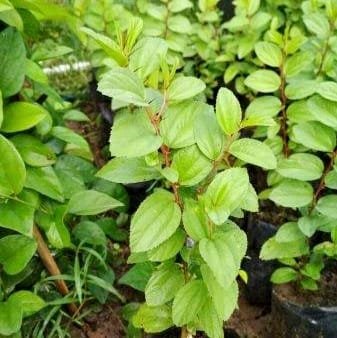 Manfaat Daun Bidara Untuk Kesehatan Yang Harus Kamu Ketahui