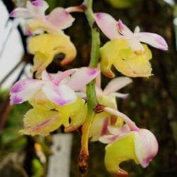 Spesies Baru Anggrek Kuku Macan Temuan Peneliti BRIN Terindah di Indonesia