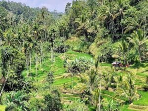 Jalur Trekking Ubud dengan Udara Segar dan Kearifan Lokal