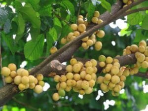 Bukan Hanya Kaya Nutrisi, Ini Manfaat Buah Duku untuk Kesehatan