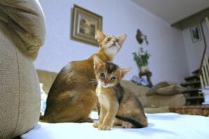 Jenis-jenis Kucing Hias dan Karakteristiknya
