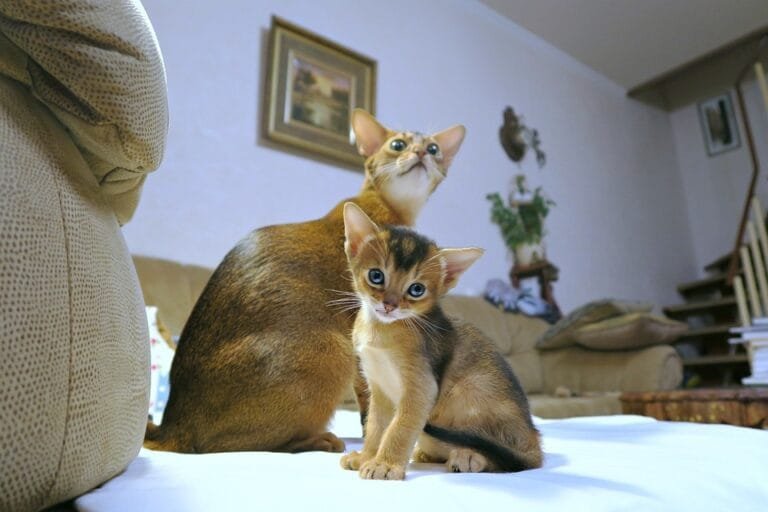 Lagi Bingung Pilih Kucing? Ini 13 Rekomendasi Kucing Bulu Pendek yang Lucu dan Cocok Jadi Teman di Rumah Fakta Menarik tentang Kucing