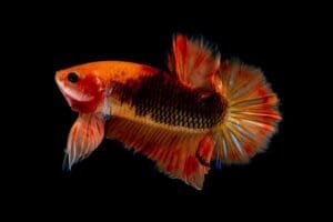 Betta Fish
Rekomendasi Memilih Ikan Hias untuk Aquarium Minim

