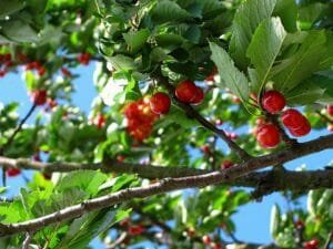 Cherry