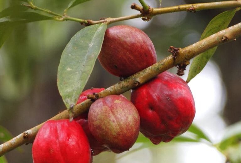 Manfaat Buah Mahkota Dewa