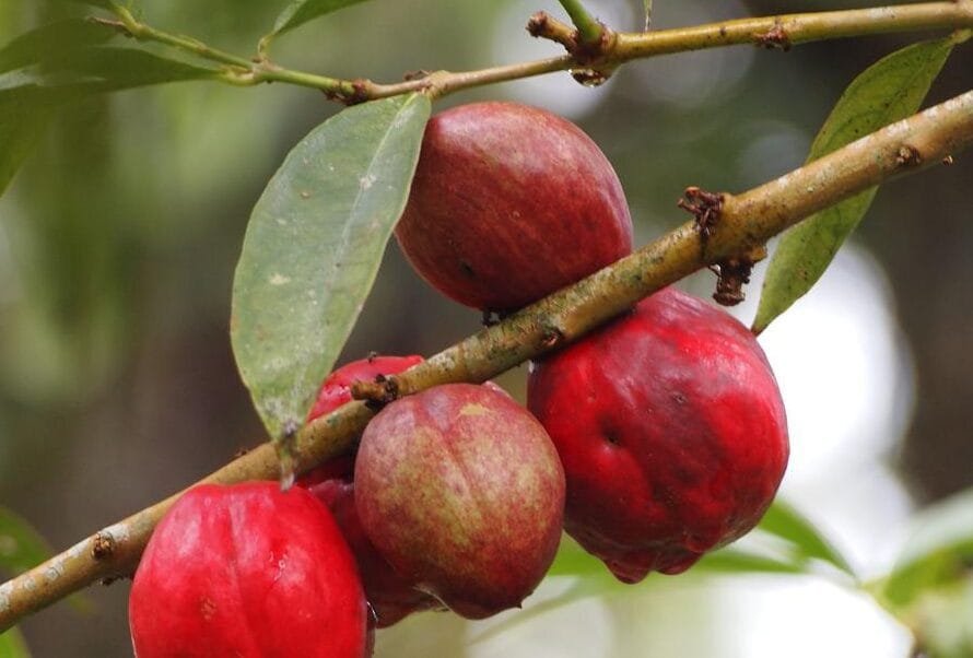 Manfaat Buah Mahkota Dewa