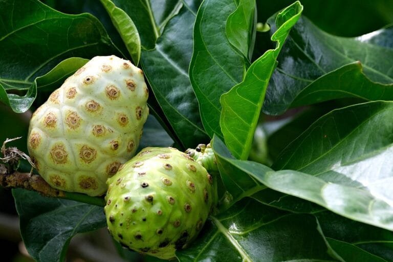 Manfaat Daun Mengkudu untuk Kesehatan